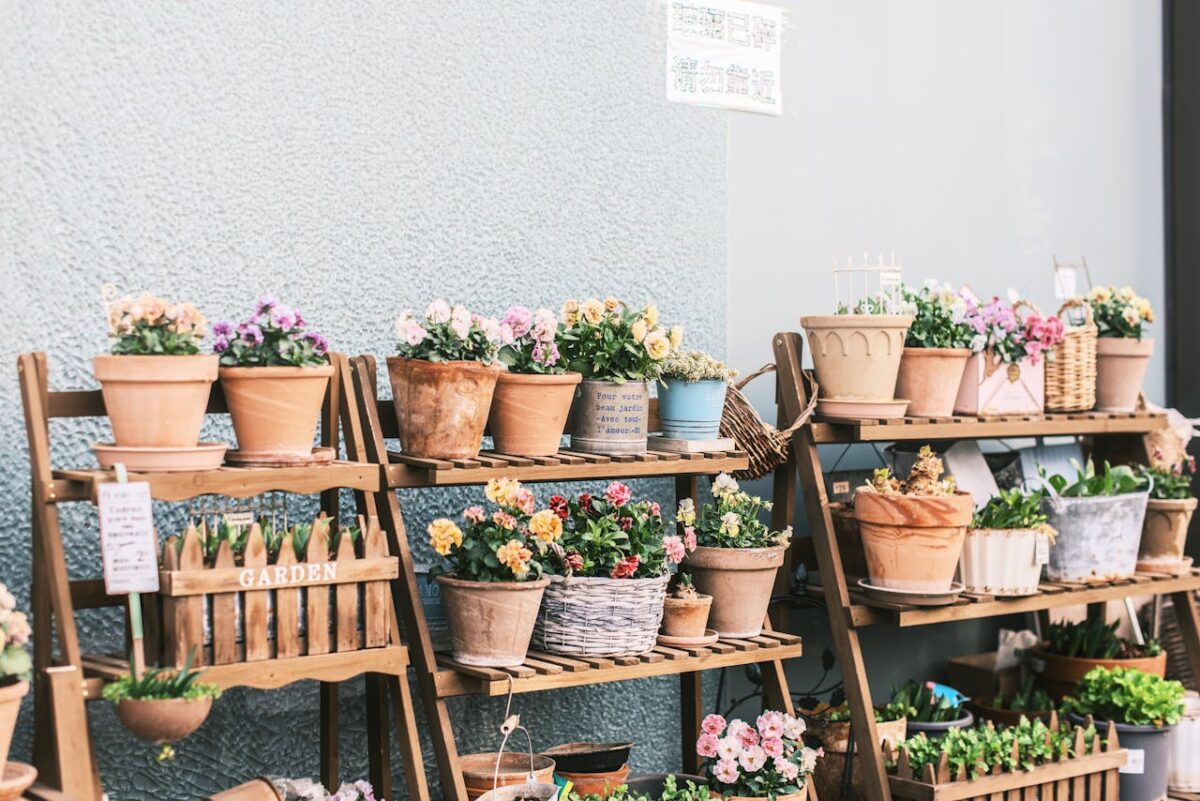 Vibrant flower pots arranged neatly on wooden racks against a textured wall, ideal for garden enthusiasts.